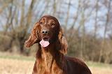 SETTER IRLANDAIS 390